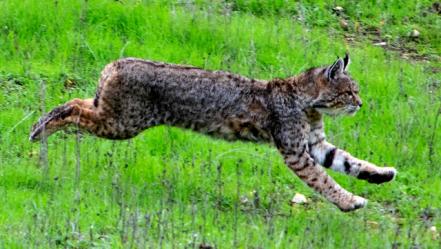 Nature in Focus | Bobcat on the Hunt