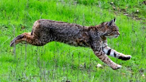Rare Sighting of Bobcat Hunting | Travel and Exploration | Discovery
