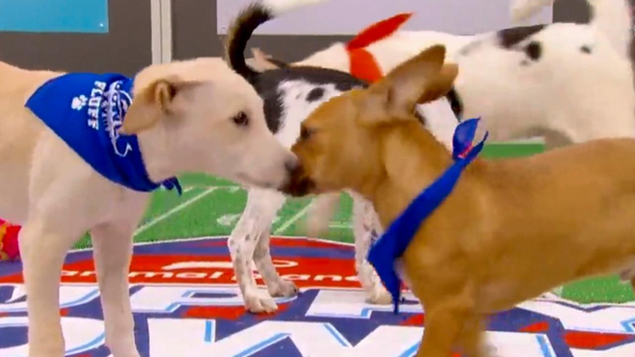 Puppy Bowl XVIII | Meet Irwin