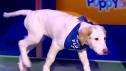 Puppy Bowl XVII | Meet Aaron Pawgers