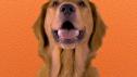 Puppy Bowl XVII | Meet Beliveau