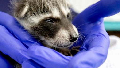 Recovering Baby Animals in Santa Barbara | Nature and Wildlife | Discovery