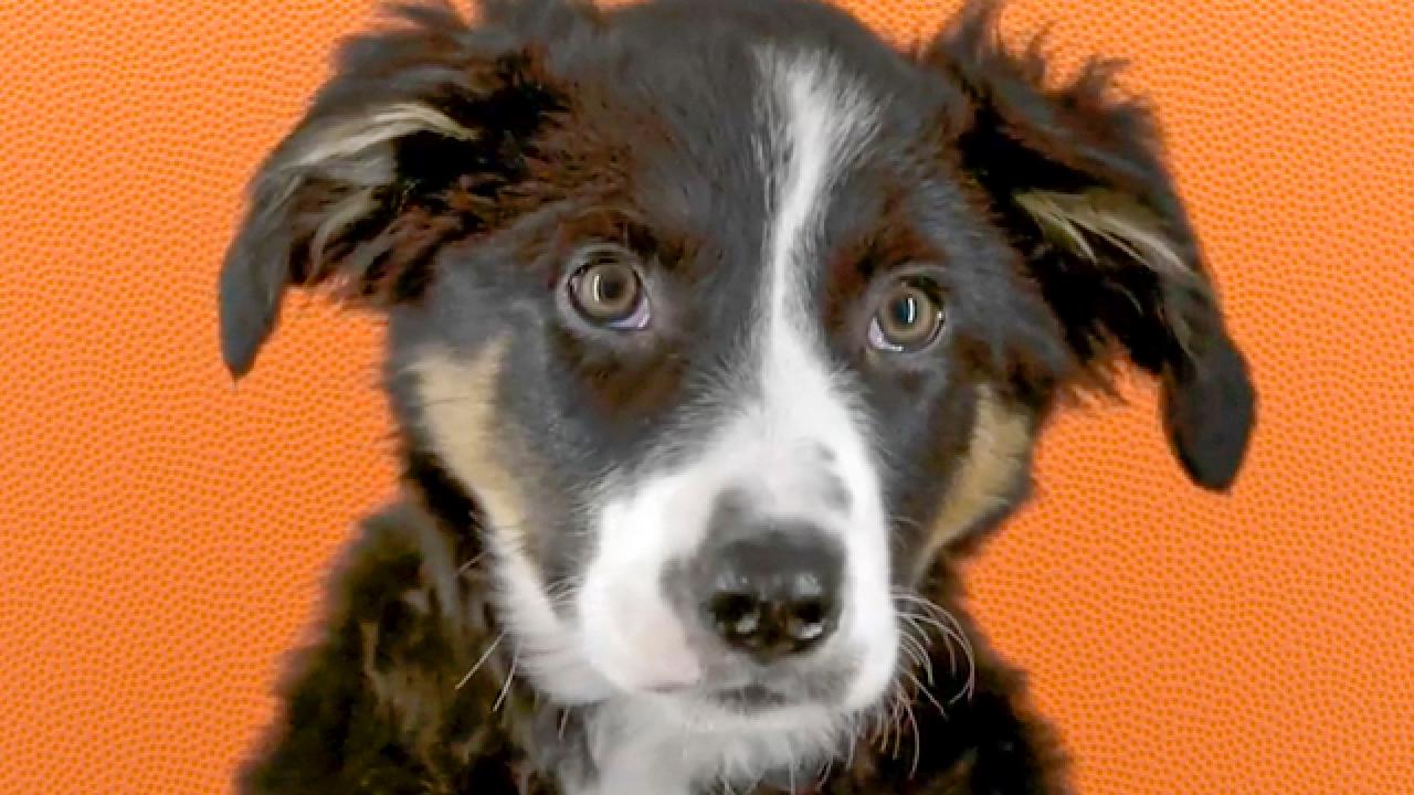 Puppy Bowl XVII | Meet Erica