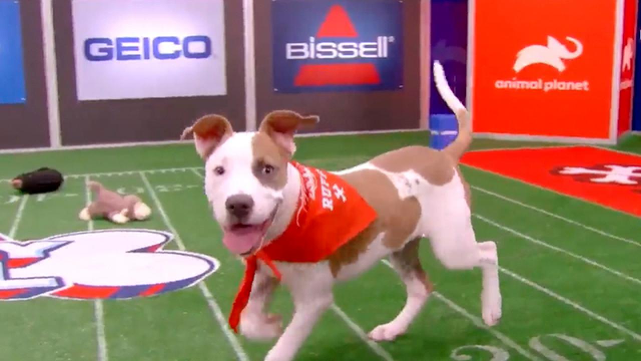 Puppy Bowl XVIII | Meet Odell Barkham