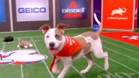 Puppy Bowl XVIII: How to watch, free live streams, TV channel, time  (2/13/22) 