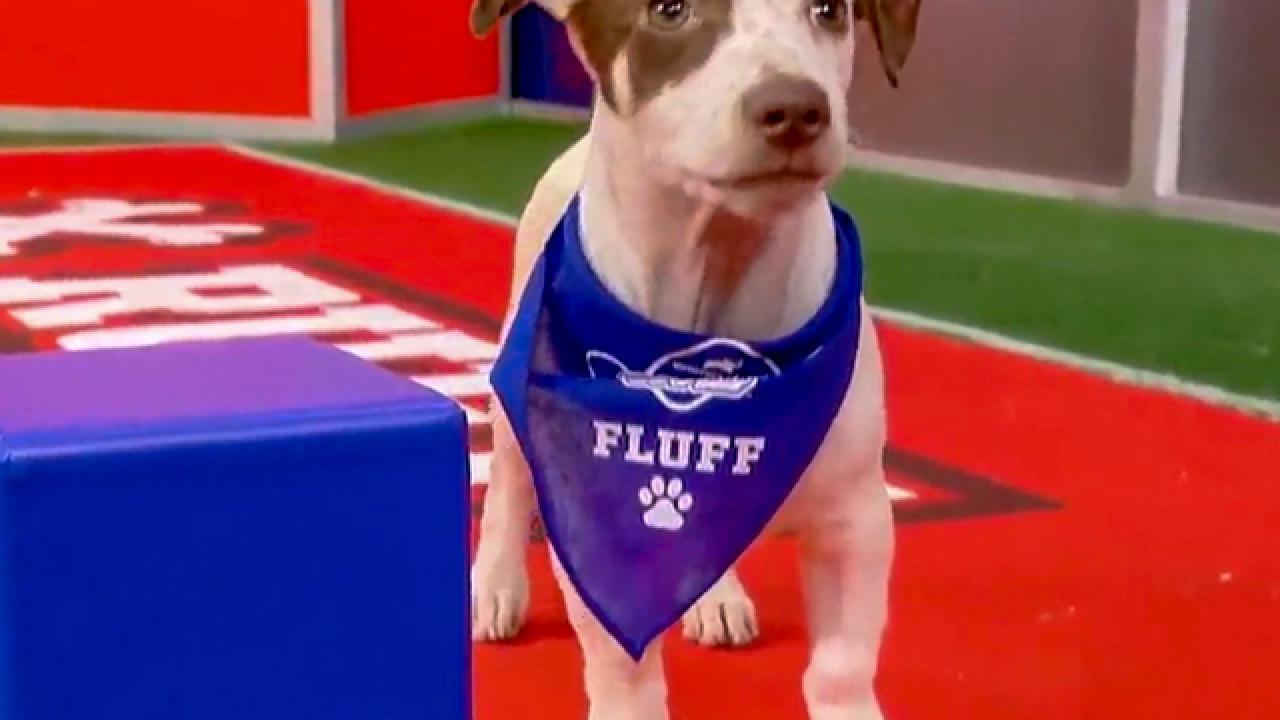 Puppy Bowl XVIII | Meet Wasabi