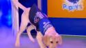 Puppy Bowl XVIII | Meet Kirby