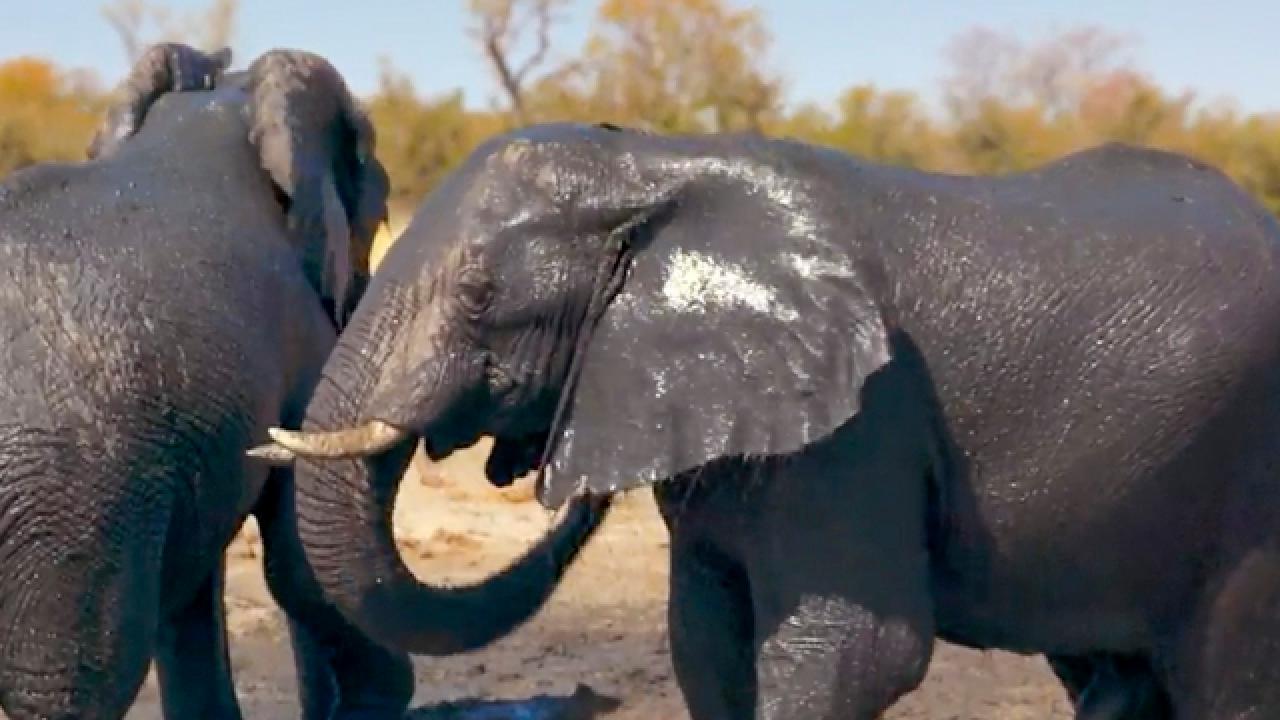 Following an Elephant Herd