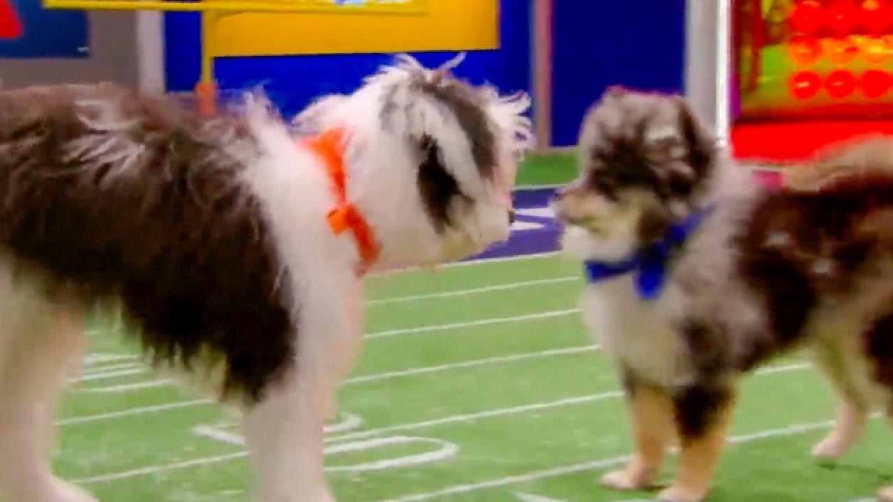 Puppy Bowl XVIII | Meet Baxter