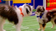 Puppy Bowl XVIII: How to watch, free live streams, TV channel, time  (2/13/22) 