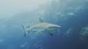 Nature In Focus | Sharks of Wake Island