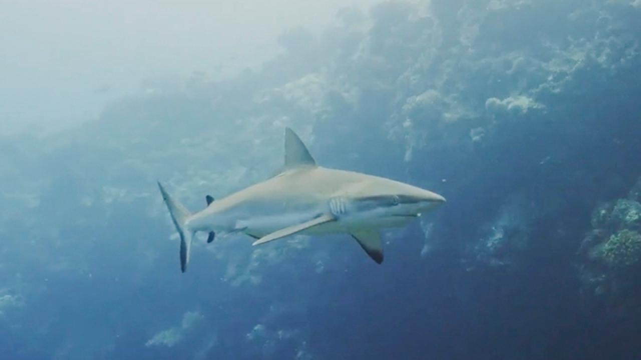 Sharks of Wake Island