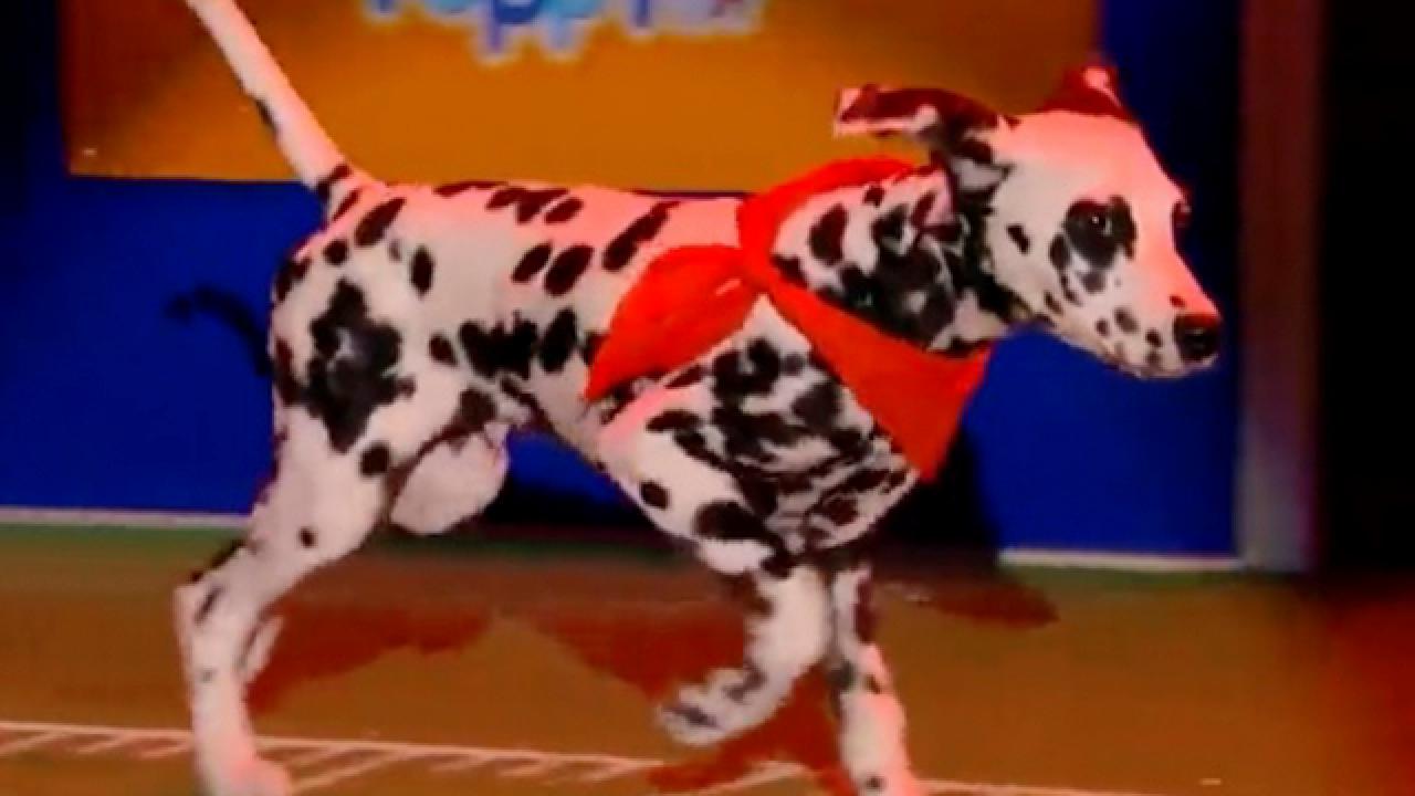 Puppy Bowl XVIII | Meet Pongo