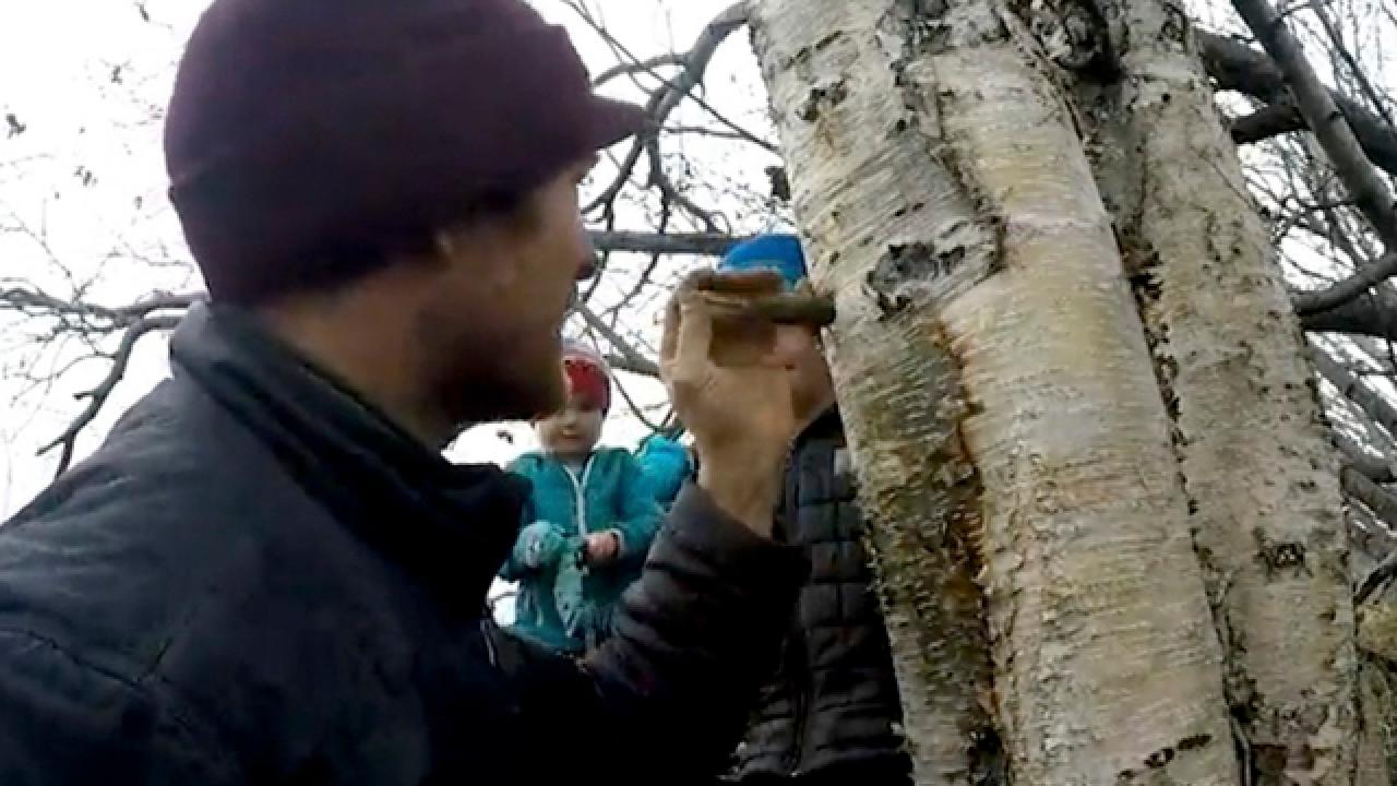 Alaska the Last Frontier: Birch Tapping with the Kilchers