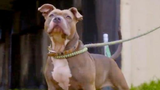 Pit Bulls & Parolees Returns with New Episodes on Discovery Channel, DNews