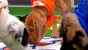 Puppy Bowl XVII | Meet Stitch