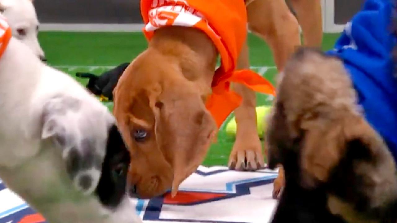 Puppy Bowl XVII | Meet Stitch