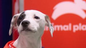 Puppy Bowl XVII | Meet Chunky Monkey