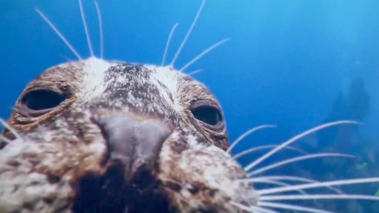 Shark Week | Seal Cam