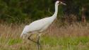 Nature in Focus | Photographing the Endangered Whooping Crane