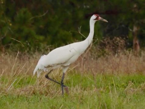 The Endangered Whooping Crane