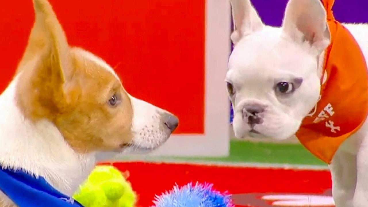 Puppy Bowl XVIII | Meet Moby