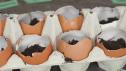 How to Make DIY Egg Planters