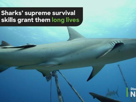 Shark Longevity