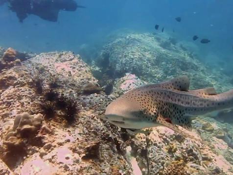 NATURE | How Sharks Balance Ocean Life