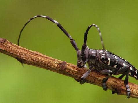 Fear of the Creepy and Crawly