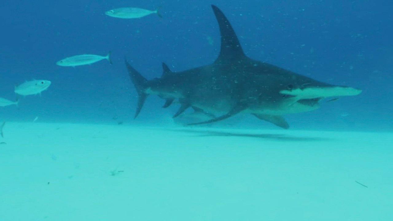 Shark Week | Monster Under the Bridge: The Keys' Great Hammerhead