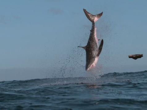 Dancing with Sharks