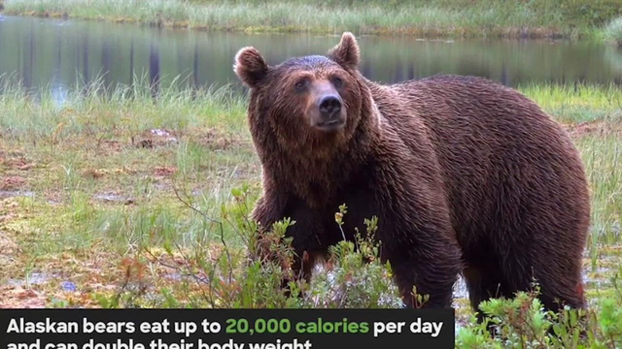 How Bears Prep for Hibernation