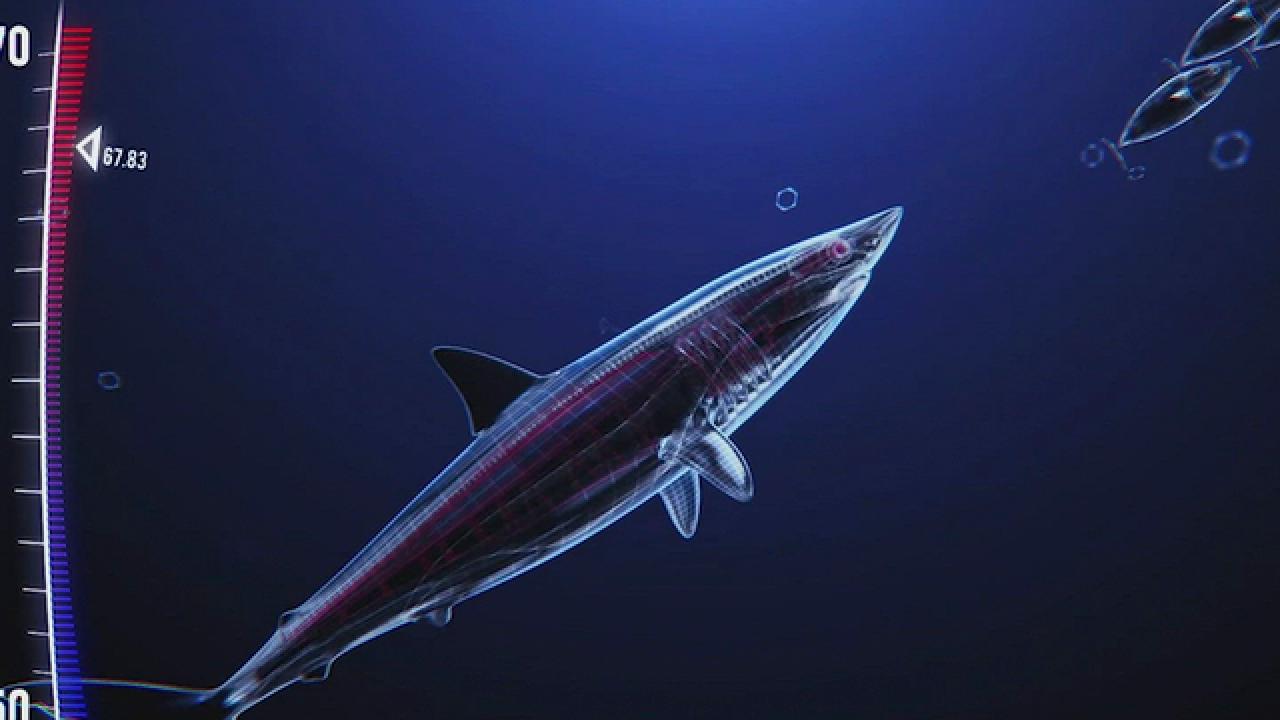 Science | Shark News: Shark in Motion