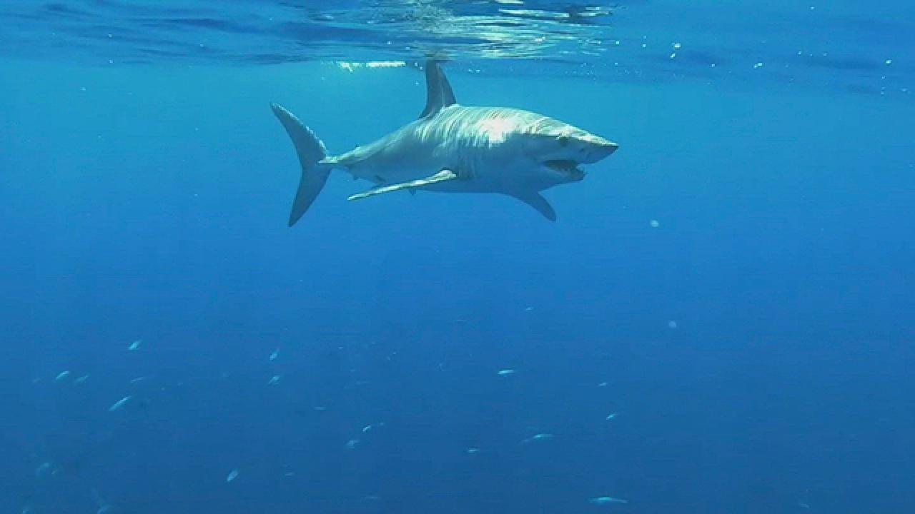 Shark Week | Mako Nation: The Moves of a Mako Shark