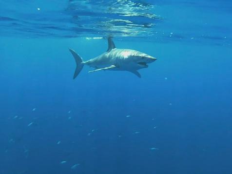 Shark Week | Mako Nation: The Moves of a Mako Shark