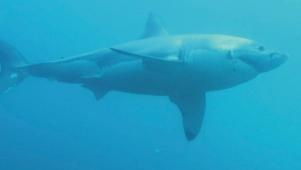 Shark Week | Jaws Awakens: Finding Phred the Shark