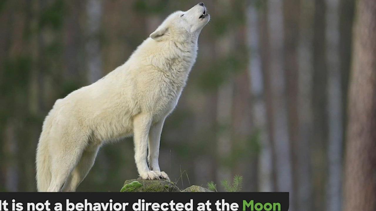 Nature | Why Do Wolves Howl at the Moon?
