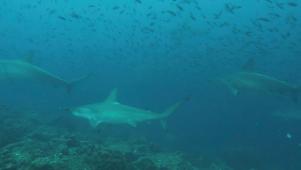 Nature | Shark News: Cruise the Shark Highway