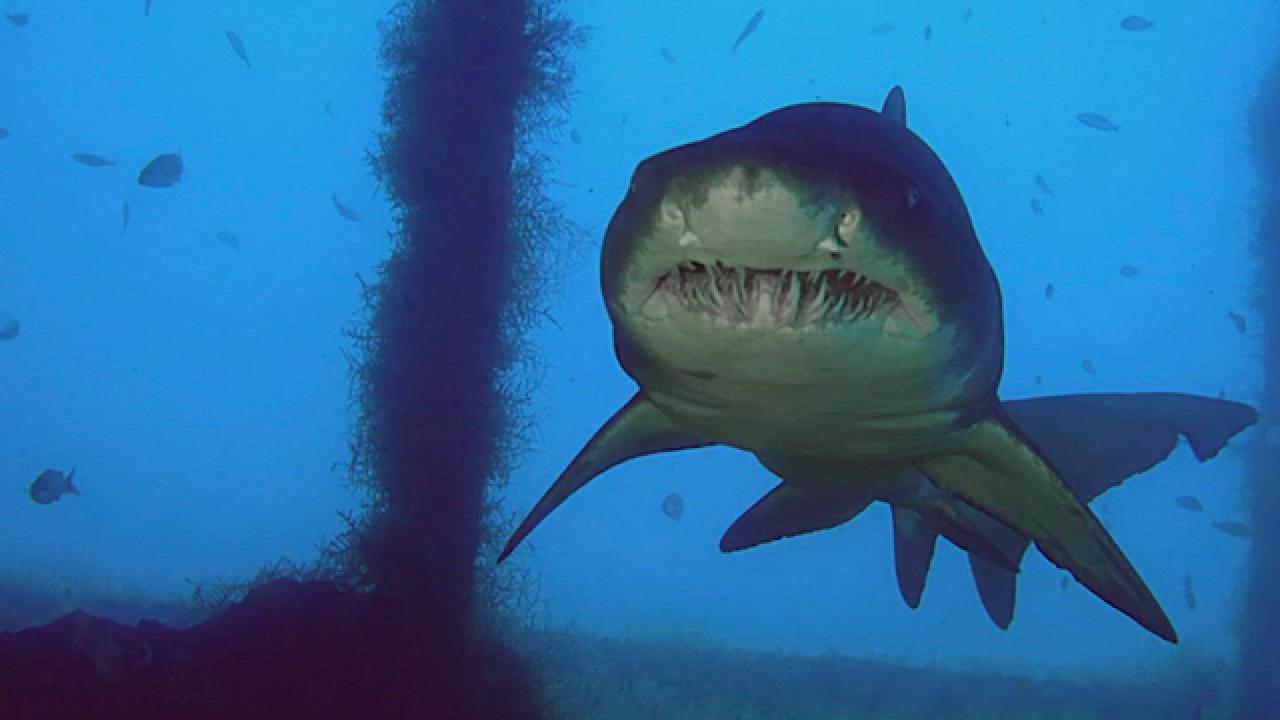 Shark Week | Sharks of Ghost Island