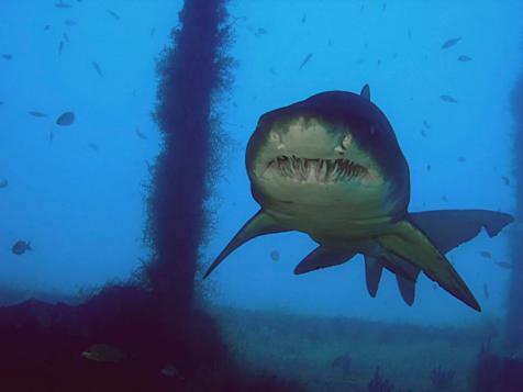 Sharks of Ghost Island