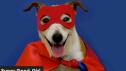 Howl-oween for Pets