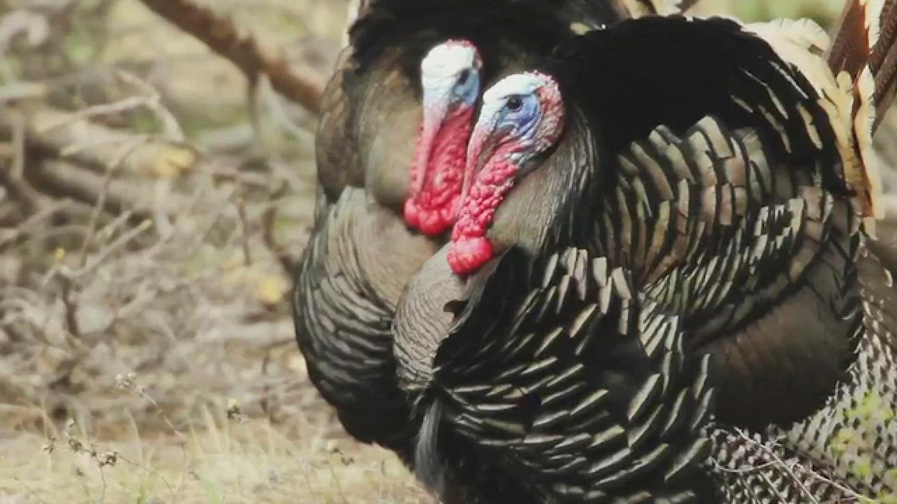 Not Your Thanksgiving Turkey