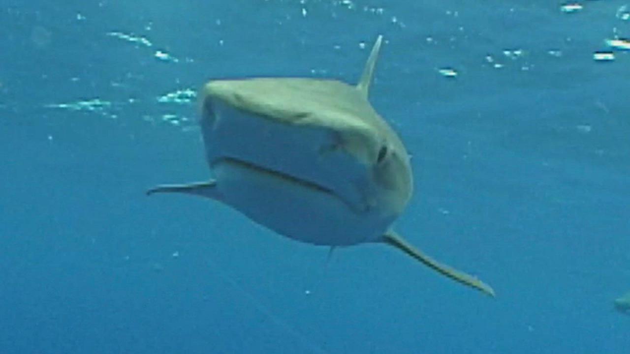 Things Found in Shark Bellies
