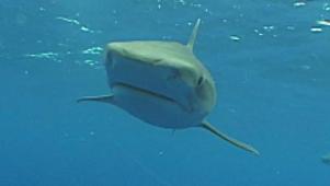 Nature | Shark News: Craziest Things Found in Shark Bellies