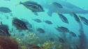 Nature | Sights and Sounds of Shark Diving