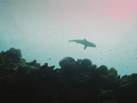 The Shark Atoll of Palmyra