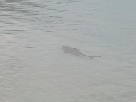 Baby Sharks Swimming in Mom