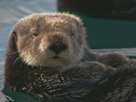 Shark Week |Sea Otters vs. Great White Sharks