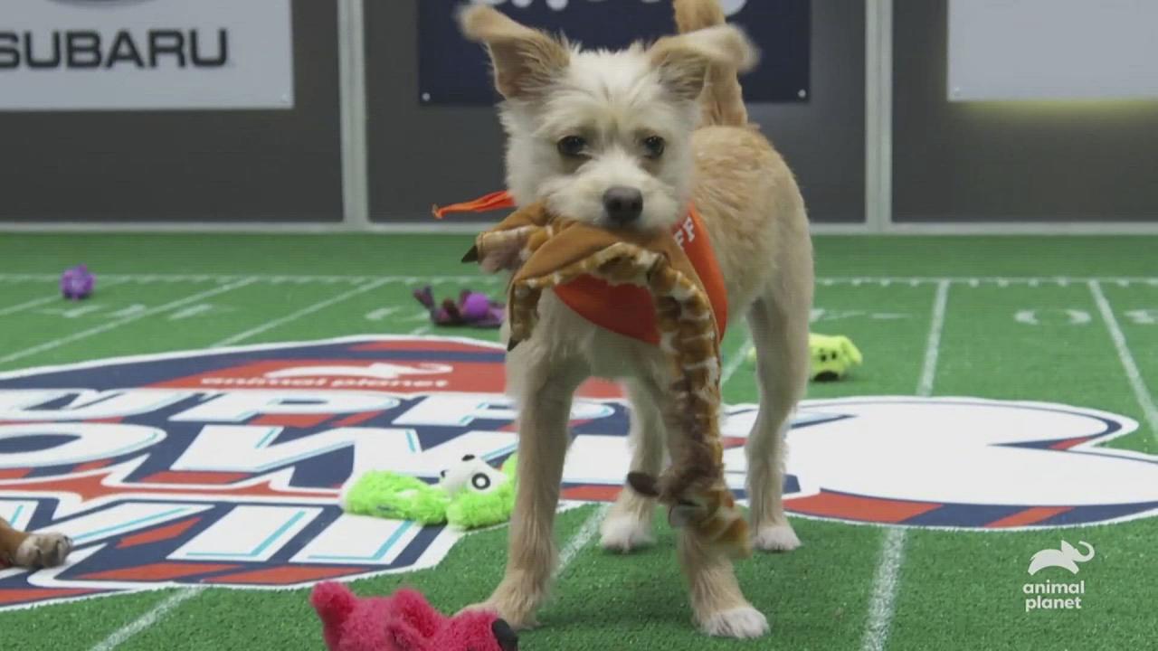Puppy Bowl XVII | Furrocious Touchdowns